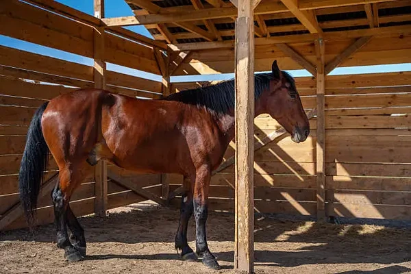 Abri extérieur en bois pour chevaux avec structure ouverte