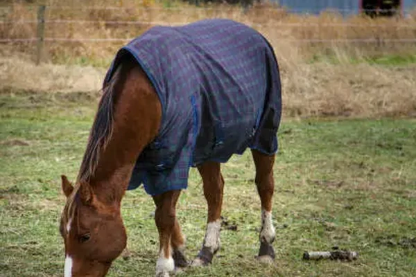 Cheval portant une couverture d'extérier imperméable en pâture